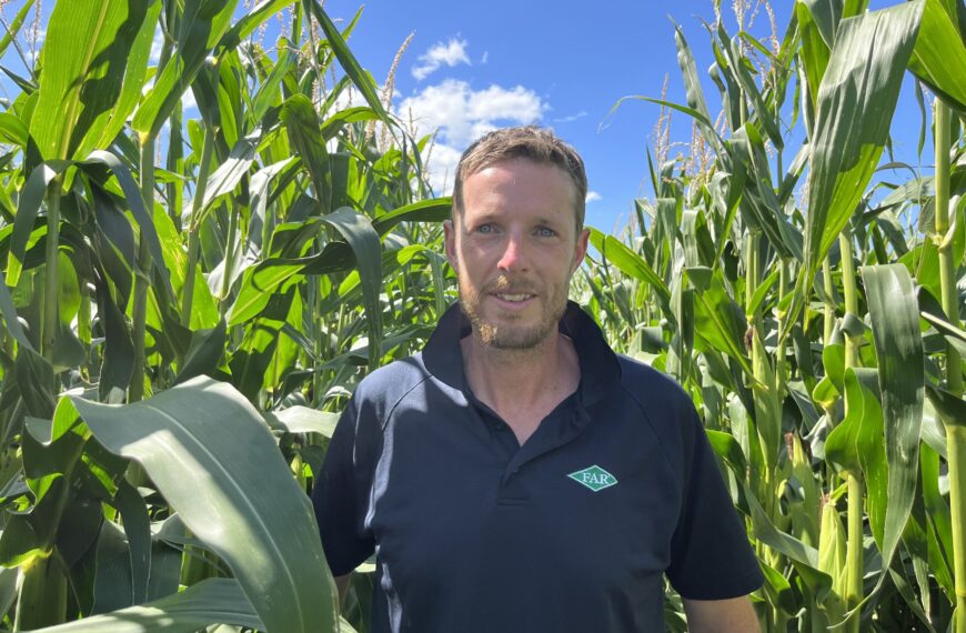 First fall armyworm found in Northland