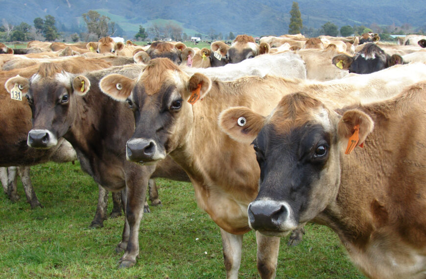 LIC partners with VikingGenetics to improve Jersey genetics