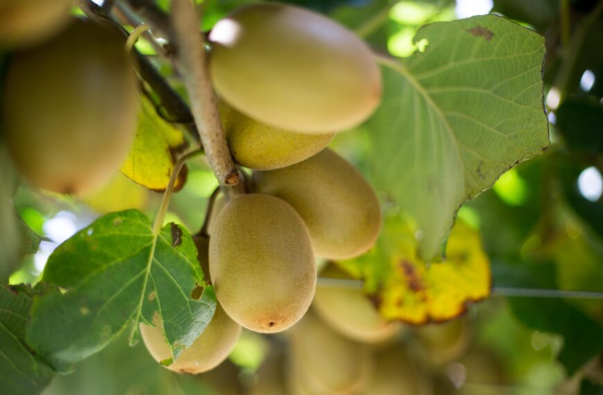 Bumper year for kiwifruit on soaring exports
